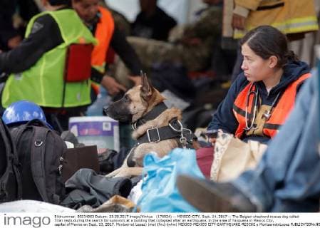 (170924) -- MEXICO CITY, Sept. 24, 2017 -- The Belgian shepherd rescue dog called Titan rests during the search for survivors at a building that collapsed after an earthquake, in the area of Taxquena in Mexico City, capital of Mexico on Sept. 23, 2017. Montserrat Lopez) (ma) (fnc) (whw) MEXICO-MEXICO CITY-EARTHQUAKE-RESCUE e MontserratxLopez 