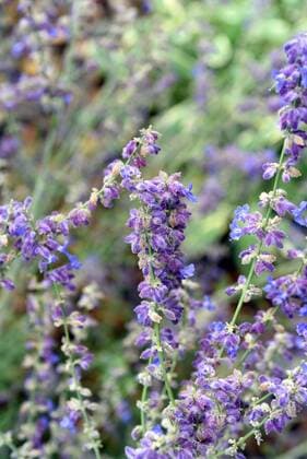 Russischer Salbei, Perovskia atriplicifolia, Little Spire, Kraeuter, Heilpflanze *** Russian Sage Perovskia winter tarragon atriplicifolia Little Spire Herbal Medicinal plant