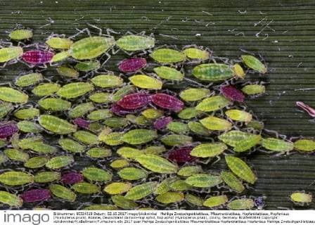 Mehlige Zwetschgenblattlaus, Pflaumenblattlaus, Hopfenblattlaus, Hopfenlaus (Hyalopterus pruni), Kolonie, Deutschland damson-hop aphid, hop aphid (Hyalopterus pruni), colony, Germany BLWS463846 Copyright: xblickwinkel H.xBellmann F.xHeckerx