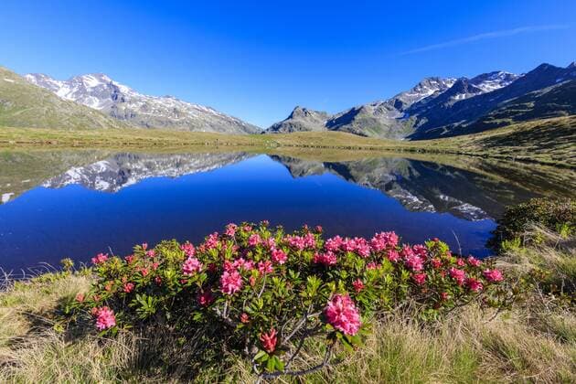 Rhododendrons in bloom at Lake Andossi, Chiavenna Valley, Sondrio province, Valtellina, Lombardy, Italy, Europe Copyright: RobertoxMoiola 1179-2369
