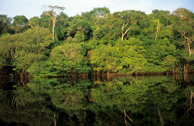 IMAGO Nature: Unsere Erde, Umweltverträgliche Herausforderungen des 21. Jahrhunderts, Regenwald Anavilhanas Amazonas Brazil Rainforest river bank reflected in the water of the river  Copyright: xSuexCunningham SCP 1018166.tif
