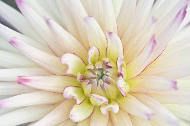 USA WA Bellevue Bellevue Botanical Garden Dahlia Closeup  Copyright: xDanitaDelimont.com Dahlia