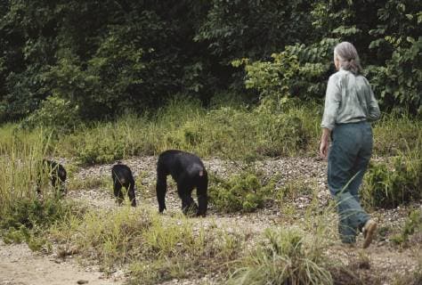 IMAGO ICONS: Jane Goodall Tanzania Gombe Stream National Park Jane Goodall follows Chimpanzee and family in the rain  Copyright: xDanitaDelimont.com