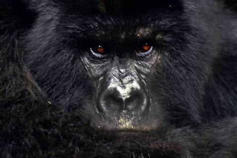Unsere Erde: Natur, Tiere, Artenschutz, Seltene Tierarten Berggorilla, Berg-Gorilla (Gorilla beringei beringei), Portraet, Vorderansicht, Kongo, Virunga Nationalpark Mountain gorilla (Gorilla beringei beringei), portrait, front view, Republic of the Congo, Virunga National Park BLWS464360 Copyright: xblickwinkel C.xKaiserx
