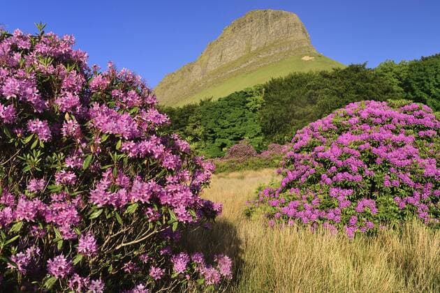 Ireland, County Sligo, View of Ben Bulben mountain from Gortarowey scenic walk with Rhododendrons in full bloom. xHughxRooneyx xEyexUbiquitous 904_13_20112483