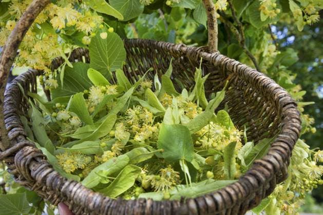 Hollaendische Linde (Tilia vulgaris, Tilia x vulgaris, Tilia intermedia, Tilia x intermedia, Tilia europaea, Tilia x europaea), geerntete Lindenblueten in einem Korb, Deutschland common lime (Tilia vulgaris, Tilia x vulgaris, Tilia intermedia, Tilia x intermedia, Tilia europaea, Tilia x europaea), harvested flowers in a basket, Germany BLWS464760 Copyright: xblickwinkel F.xHeckerx