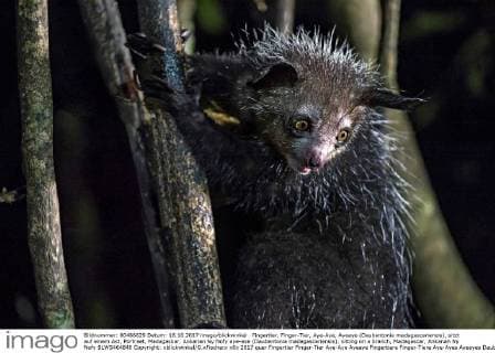IMAGO Nature: Unsere Erde: Tierwelt: Hässliche Tiere Fingertier, Finger-Tier, Aye-Aye, Ayeaye (Daubentonia madagascariensis), sitzt auf einem Ast, Portraet, Madagaskar, Ankanan Ny Nofy aye-aye (Daubentonia madagascariensis), sitting on a branch, Madagascar, Ankanan Ny Nofy BLWS464840 Copyright: xblickwinkel G.xFischerx