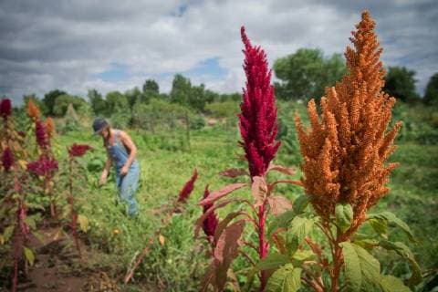IMAGO Nature: Unsere Erde, Klimawandel, Ernährung, Pflanzen der Zukunft, Amaranth August 12, 2017 - U.S. - Marla Brose -- Stalks of maroon and golden amaranth, or linga linga in Swahili, sway in the breeze at Tres Hermanas Farm. Amaranth is cultivated for its grains. U.S. - ZUMAab1_ 20170812_zaf_ab1_013 Copyright: xAlbuquerquexJournalx