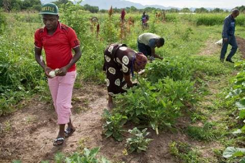 IMAGO Nature: Unsere Erde, Klimawandel, Ernährung, Pflanzen der Zukunft, Amaranth August 19, 2017 - U.S. - Marla Brose -- Abedi Mlondani, left, harvests white eggplant with Odetta Niragatozo, second from left, and Wisungata Mukubilwa, 15, at Tres Hermanas Farm, August 19, 2017. (Marla Brose )..On a late summer morning, Syed Muhmmad, a resettling refugee from Afghanistan, carefully sows radish seeds into rows of rich North Valley soil. Nearby, stalks of maroon and golden amaranth, or linga linga in Swahili, sway like feathers in the breeze. Handfuls of tomatoes and white eggplant are harvested weekly while the cabbage plants double in size. Squash bugs are squished. And a giant butternut squash, almost ready, hangs on a metal trellis. Music from another side of the world plays out of tiny speakers from someoneÃ¢â‚¬â ¢s phone...A variety of plants and languages are both abundant in Tres Hermanas Farm on Saturday mornin - ZUMAab1_ 20170819_zaf_ab1_026 Copyright: xAlbuquerquexJournalx
