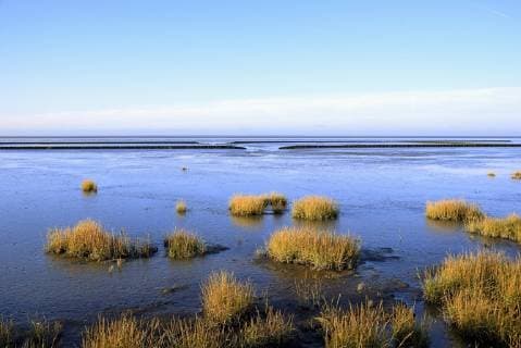 Strandpflanzen, Pionierpflanzen für die Küstenbefestigung, Norddeich, Niedersachsen, Deutschland, Europa Copyright: imageBROKER/Frederik ibxrba04586163.jpg