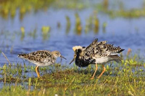 Kampflaeufer (Philomachus pugnax), Maennchen balzt in einer Feuchtwiese um ein Weibchen, Seitenansicht, Niederlande, Friesland ruff (Philomachus pugnax), male courting in a wet meadow for a female, side view, Netherlands, Frisia BLWS465656 Copyright: xblickwinkel M.xWoikex