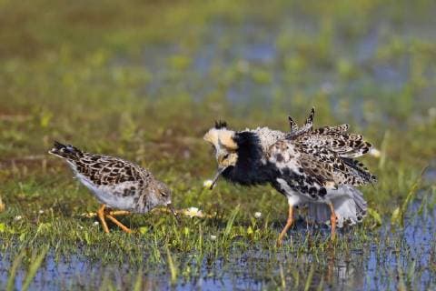 Kampflaeufer (Philomachus pugnax), Maennchen balzt in einer Feuchtwiese um ein Weibchen, Seitenansicht, Niederlande, Friesland ruff (Philomachus pugnax), male courting in a wet meadow for a female, side view, Netherlands, Frisia BLWS465657 Copyright: xblickwinkel M.xWoikex