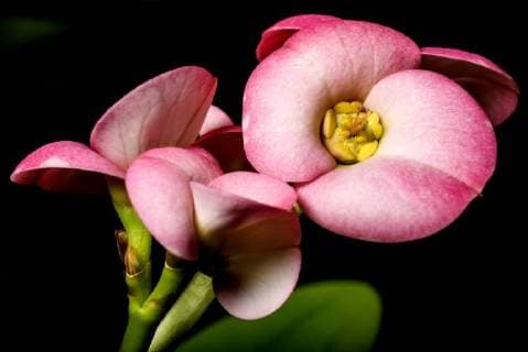 IMAGO Nature: Unsere Erde: Pflanzenwelt: Bedrohte Arten Christs Thorn *** Christs Torun  1093508189
