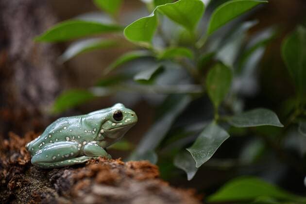 Korallenfinger-Laubfrosch (Litoria caerules), captive Copyright: imageBROKER/MichaelxWeber ibximw04590530.jpg