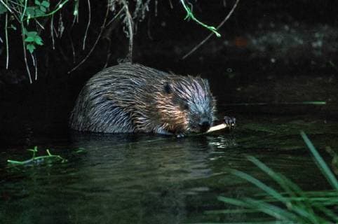 Elbebiber, Elbe-Biber (Castor fiber albicus), sitzt im seichten Wasser und nagt an einem Weidenzweig die Rinde ab, Deutschland, Sachsen-Anhalt Elbe beaver (Castor fiber albicus), sitting in shallow water and nibbling off the bark from a willow twig, Germany, Saxony-Anhalt BLWS466293 Copyright: xblickwinkel C.xKaiserx
