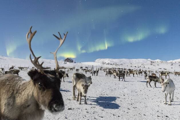 Close up of a reindeer under the Northern Lights (Aurora Borealis), Abisko, Kiruna Municipality, Norrbotten County, Lapland, Sweden, Scandinavia, Europe Copyright: RobertoxMoiola 1179-2487