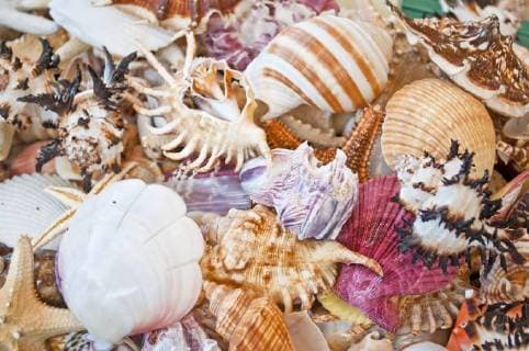 Seashells