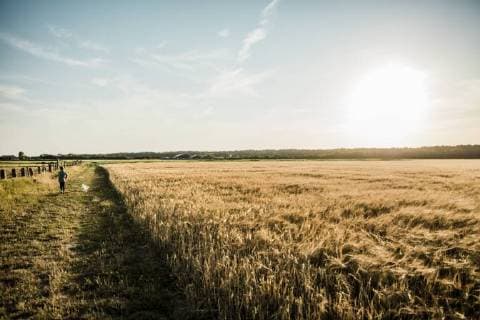 IMAGO Creative: Sommer, Abendspaziergang Girl walking with dog at grain field model released Symbolfoto property released  MOEF00091