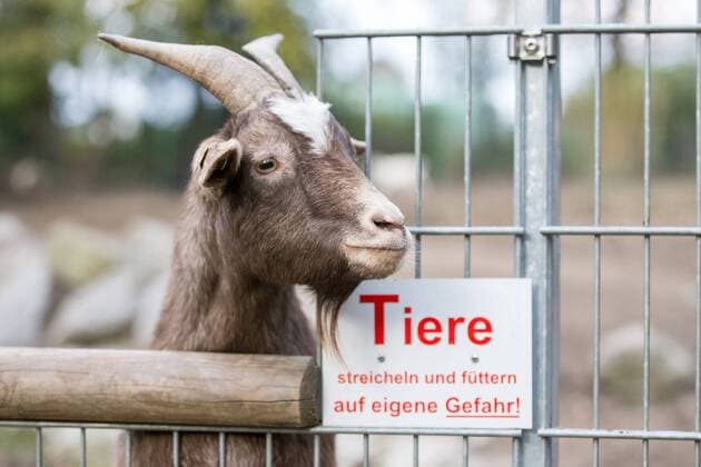 Ziege, Hausziege schaut auf ihrem Gehege und am Zaun hängt ein Schild mit der Aufschrift Tiere streicheln und Füttern auf eigene Gefahr im Tierpark Fauna Themenbild, Symbolbild, Ziege, Schild: Tiere streicheln und füttern auf eigene Gefahr , 03.11.17 Solingen NRW Deutschland Tierpark Fauna
