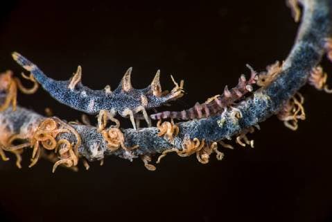 Two shrimp on a whip coral Anilao Philippines  Copyright: BrookxPeterson StocktrekxImages BRP400177U