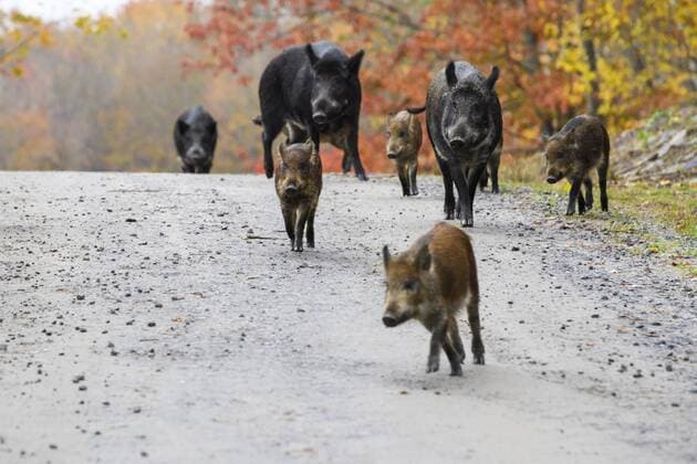 November 1, 2017 - Quebec City, Quebec, Canada - Wild boars in Parc Omega , Quebec, Canada on 1st November 2017. Parc Omega is a safari park in Notre-Dame-de-Bonsecours, Quebec, Canada (just north of Montebello). Along a 12-kilometre (7.5 mi) nature route are lakes, meadows, small valleys, forests, and rocky hills. It is home to many wildlife species including beaver, elk, raccoon, timber wolf, coyote, muskox, deer, turtle, boar, red fox, Alpine ibex, caribou, black bear, moose, wild turkey, and bison. Quebec City Canada - ZUMAn230 20171101_zaa_n230_894 Copyright: xMaxymxMarusenkox