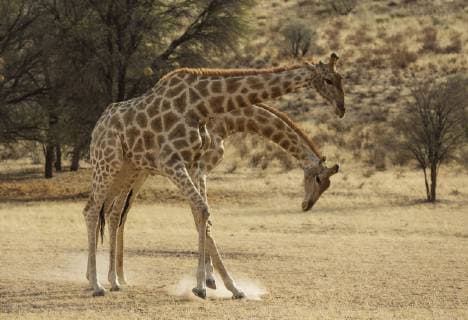 Kapgiraffen (Giraffa giraffa giraffa), kämpfende Männchen im trockenen Auob-Flußbett, Kalahari-Wüste, Kgalagadi Transfrontier Park, Südafrika Copyright: imageBROKER/ThomasxDressler ibxtdr04592465.jpg