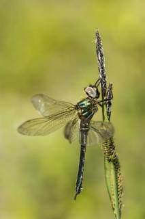  Alpen-Smaragdlibelle (Somatochlora alpestris), gefährdete Art, Weibchen, deformierte Flügel, Tirol, Österreich, Europa *** Alps Emerald dragonfly Somatochlora alpestris vulnerable Art Females Deformierte Wing Tyrol Austria Europe Copyright: imageBROKER/AdelheidxNothegger iblano04591977.jpg