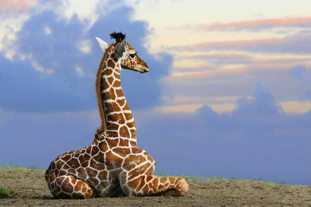 Giraffe (Giraffa camelopardalis), Giraffenbaby sitzt auf dem Boden und guckt neugierig, Seitenansicht, Afrika giraffe (Giraffa camelopardalis), baby giraffe sitting on the ground and looking curious, side view, Africa BLWS467446 Copyright: xblickwinkel H.xSchmidbauerx