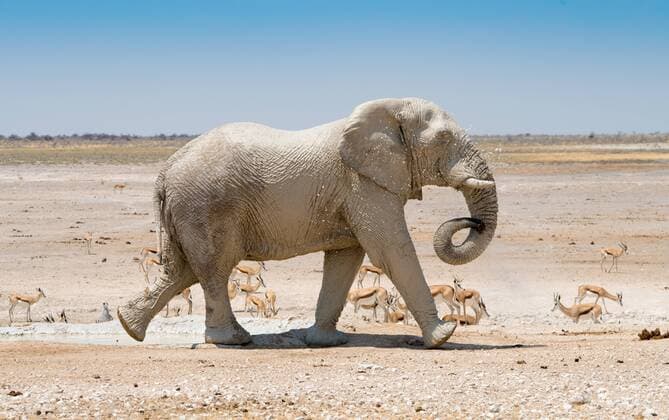 ein Elefant nimmt ein Schlammbad an einem Wasserloch im Etosha Nationalpark, Namibia - an elephant takes a mud bath at a waterhole in etosha national park namibia