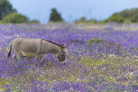 Esel, Hausesel, Haus-Esel (Equus asinus asinus), steht in einer bluehenden Blumenwiese und frisst, Seitenansicht, Italien, Sardinien, Alghero Domestic donkey (Equus asinus asinus), standing in a blooming flower meadow and feeding, side view, Italy, Sardegna, Alghero BLWS467750 Copyright: xblickwinkel M.xKuehnx