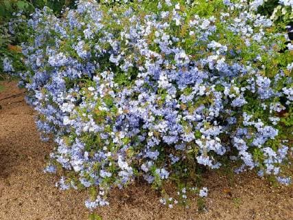 Bleiwurz, Plumbago, auriculata plumbago, auriculata *** Bleiwurz Plumbago auriculata Plumbago auriculata