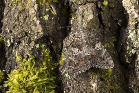 Grosses Eichenkarmin, Grosses Eichenkarmin-Ordensband, Grosses Karminrotes Eichenmischwald-Ordensband (Catocala sponsa), Imago sitzt gut getarnt an einem Baumstanmm, Deutschland dark crimson underwing (Catocala sponsa), inago sitting on bark well camouflaged, Germany BLWS468089 Copyright: xblickwinkel F.xHeckerx