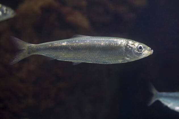 Hering, Atlantischer Hering (Clupea harengus), schwimmend, Seitenansicht herring, Atlantic herring (digby, mattie, slid, yawling, sea herring) (Clupea harengus), swimming, side view BLWS468107 Copyright: xblickwinkel F.xHeckerx