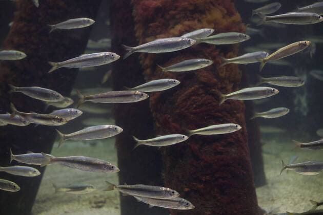Hering, Atlantischer Hering (Clupea harengus), Heringsschwarm herring, Atlantic herring (digby, mattie, slid, yawling, sea herring) (Clupea harengus), hering school BLWS468109 Copyright: xblickwinkel F.xHeckerx