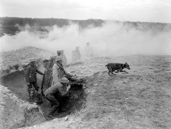 Training dogs at the War Dog s Training School at Lyndhurst. A dispatch carrying dog leaving a smoke trench. 26 April 1919., Lyndhurst Hampshire United Kingdom England Copyright: Topfoto  UnitedArchivesEU057046