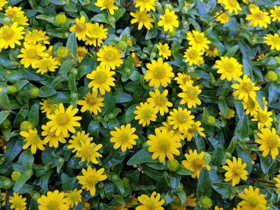 Husarenknopf, Sanvitalia procumbens, Sunvy Top Gold Sanvitalia procumbens, Sunvy Top Gold *** Hussar button Sanvitalia procumbens Sunvy top gold Sanvitalia procumbens Sunvy top gold
