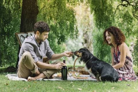 Couple with dog having a picnic in a park model released Symbolfoto property released  ALBF00157