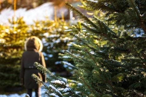 Innsbruck THEMENBILD - Christbaumverkauf von heimischen Tannenbaeume, aufgenommen am 02. Dezember 2017, Innsbruck, Oesterreich Christmas tree sales of domestic fir trees on 2017 12 02, Innsbruck, Austria. *** Innsbruck THEME IMAGE Christmas tree sales of domestic fir trees included on 02 December 2017 Innsbruck Austria Christmas tree sales of domestic fir trees on 2017 12 02 Innsbruck Austria  EP_obh  