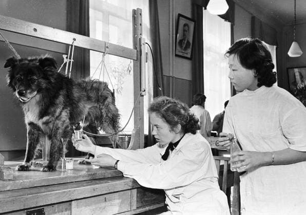 In the laboratory of pathological physiology an experimet is being made by Lyudmila Aleshina (Russian) and Kim Na Dya (Korea), third year students of the First Medical Institute. Supplied By: SCRSS - Society for Co-operation in Russian & Soviet Studies, Russia Federation Copyright: Topfoto  !ACHTUNG AUFNAHMEDATUM GESCHÄTZT! UnitedArchivesScrss001886