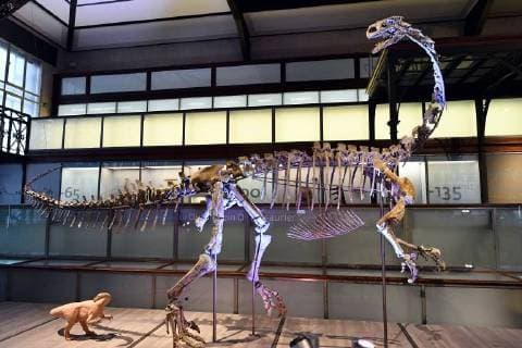 Illustration picture shows the skeleton of a Plateosaurus dinosaur named Ben, during it s presentation at the Museum of Natural Sciences (Museum voor Natuurwetenschappen - Musee des Sciences naturelles) in Brussels, Thursday 14 December 2017.  ERICxLALMAND 05218412