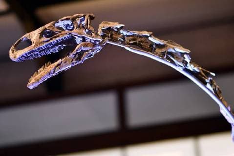 Illustration picture shows the skeleton of a Plateosaurus dinosaur named Ben, during it s presentation at the Museum of Natural Sciences (Museum voor Natuurwetenschappen - Musee des Sciences naturelles) in Brussels, Thursday 14 December 2017.  ERICxLALMAND 05218420