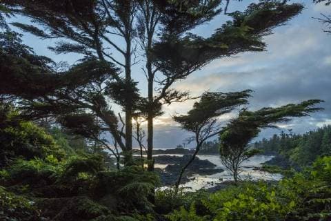 Wild Pacific Trail, Ucluelet, Vancouver Island, British Columbia, Kanada, Nordamerika Copyright: imageBROKER/MarcusxSiebert ibxmcs04602229.jpg