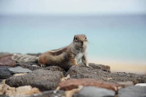 Streifenhoernchen, Backenhoernchen, Erdmaennchen oder Chipmunks Tamias werden sie genannt. Man trifft sie ueberwiegend in Jandia an, Fuerteventura ist eine der Kanarischen Inseln im Atlantischen Ozean, rund 120 Kilometer westlich der marokkanischen Kueste. Von den Kanaren ist sie nach Teneriffa die zweitgroesste Insel des Archipels. Auf Fuerte spricht man Spanisch, aber es gehoert, wie die anderen Kanarischen Inseln, geographisch zu Afrika. Mit Lanzarote und Gran Canaria gehoert es zur spanischen Provinz Las Palmas.
