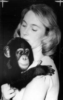 IMAGO ICONS: Jane Goodall Jane Goodall. 3 March 1964, Poland Copyright: Topfoto  !ACHTUNG AUFNAHMEDATUM GESCHÄTZT! UnitedArchives1325434