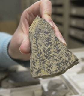 December 18, 2017 - U.S. - ASEC -- Associate professor Cori Myers hold s a plant fossil from the Pennsylvanian period, 300 million-years-ago, from the UNM fossil collection in Northrup Hall. U.S. - ZUMAab1_ 20171218_zaf_ab1_003 Copyright: xGregxSorberx