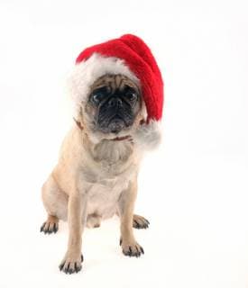 Mops (Pug) Hund EMIL mit Weihnachtmütze Hund EMIL mit Weihnachtmütze *** Pug Pug dog EMIL dog EMIL with Christmas Christmas Hat Christmas night-cap