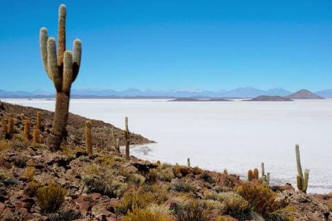 Kakteen (Echinopsis atacamensis) auf der Insel Isla Pescado im Salzsee, Salar de Uyuni, Uyuni, Potosi, Bolivien, Südamerika Copyright: imageBROKER/PeterxGiovannini ibxgiv04606081.jpg