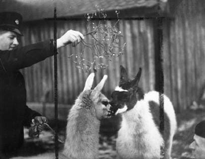 Though they come from South America Snowy and Bogey, baby llamas at the London Zoo take naturally to the English custom of exchanging Christmas greetings under the mistletoe. 22 December 1946, London United Kingdom England Copyright: Topfoto  !ACHTUNG AUFNAHMEDATUM GESCHÄTZT! UnitedArchives1367443