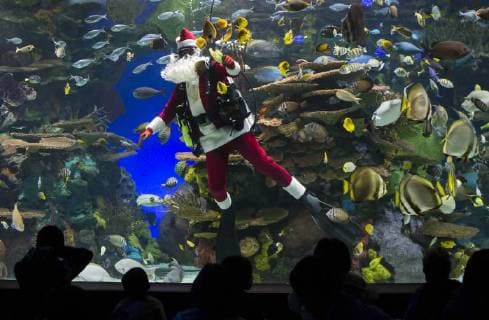 (171223) -- TORONTO, Dec. 23, 2017 -- A diver dressed as Santa Claus swims in a tank with fish during a holiday show at Ripley s Aquarium of Canada in Toronto, Canada, Dec. 23, 2017. ) CANADA-TORONTO-AQUARIUM-SANTA CLAUS ZouxZheng 