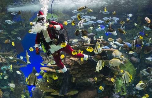 (171223) -- TORONTO, Dec. 23, 2017 -- A diver dressed as Santa Claus swims in a tank with fish during a holiday show at Ripley s Aquarium of Canada in Toronto, Canada, Dec. 23, 2017. ) CANADA-TORONTO-AQUARIUM-SANTA CLAUS ZouxZheng 